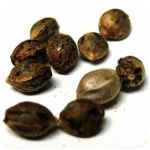 Семена марихуаны АК-47  (Seeds AK-47) в Покрове